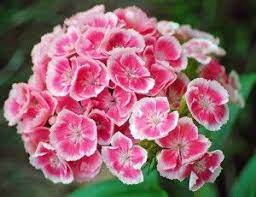Sweet William Pests And Diseases Gardening Channel Sweet William Flowers Sweet William Dianthus Flowers