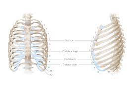 The first seven sets of ribs, known as true ribs also known as vertebrosternal ribs, are directly articulate with the vertebral column posteriorly and terminate anteriorly as costal cartilage. Chest Wall Amboss
