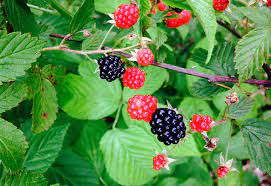 We did not find results for: 4 Lessons For Deer Hunters From Summer Blackberry Picking Nda