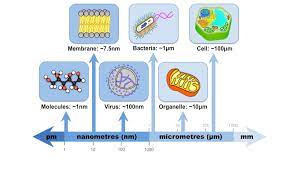 How big is a nanoscale compared to a meter? Cell Scale Bioninja