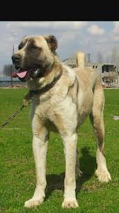 Kangal Kangal Kopegi Kopek Turleri Kopek