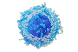 Image result for B-Lymphocyte