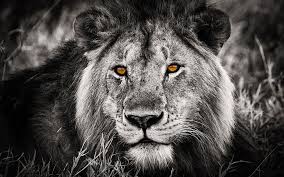 White Lion 1080p 2k 4k 5k Hd Wallpapers Free Download Wallpaper Flare Looking for the best black lion hd wallpaper? white lion 1080p 2k 4k 5k hd