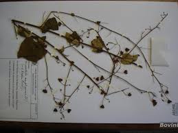 Image result for Wissadula amplissima