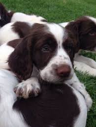 Both dam and sire are working springer spaniels, competent for a full day working in the field, picking up etc. 65 English Springer Spaniel Puppy Ideas In 2021 Springer Spaniel English Springer Spaniel Spaniel