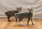 Available Manx Kittens For Sale & Cats For Adoption