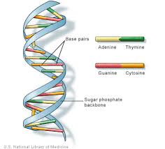 As with every ezmed post, we have some simple tricks and charts that will help you remember the anatomy, physiology, and function of the. Biology For Kids Dna And Genes
