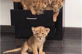 صور اسد أجمل صور الاسد ملك الغابة خلفيات اسود رائعة وجميلة جدا موقع حصري cute baby animals cute animals animals beautiful