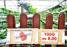 Set within bandar gohtong jaya. Entree Kibbles Genting Strawberry Leisure Farms Including Lavender Bees Mushrooms Vegetables Etc Gohtong Jaya Genting Highlands