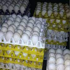 Check spelling or type a new query. Telur Hibrida Telur Bebek Hibrida Telur Bebek Premium Shopee Indonesia
