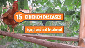 15 Most Common Chicken Diseases Symptoms And Treatment