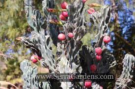 Cereus cacti encompass more than 30 species of plants in the family cactaceae. Cereus Peruvianus Monstrose Cacti Com