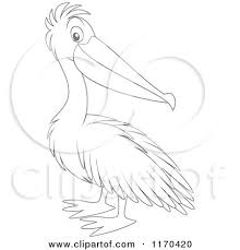 Brown Pelican Drawing Cute Cartoons Google Search Pelican If you love wildlife artwork of birds then you will love this watercolor painting of a white pelican. brown pelican drawing cute cartoons
