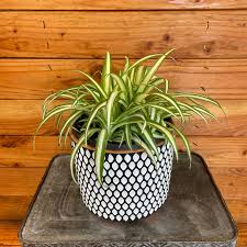 Image result for Chlorophytum burundiense