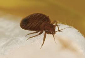 Pest and rodent solutions for homeowners in orange county and inland empire with strategic termite & pest control. Bed Bugs Control Removal Southern California Exterminators