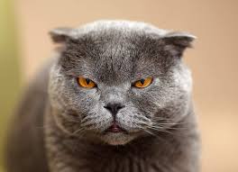 scottish fold ozellikleri tarihcesi ve bakimi enpati net kedi turleri