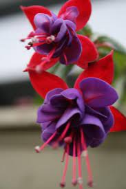 Fuchsia Hybrida Hybrid Fuchsia Plant Page Fuchsia Hybrida Fuchsia Plant Fuchsia Flower
