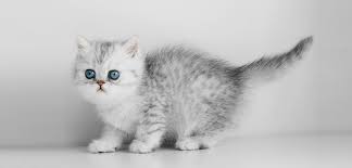 Featuring exotic shorthaired and longhaired kittens. Golden Grafixx Exotic Shorthair Katzenzucht In Golden Golden Tabby