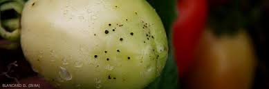 Image result for Pseudomonas syringae