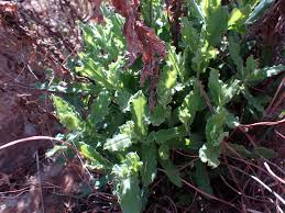 Image result for Helichrysum setosum