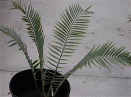 Image result for Encephalartos ngoyanus