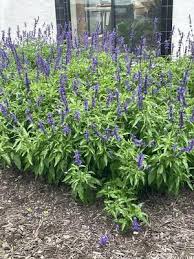 Image result for Salvia farinacea