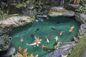 Tips Ikan Koi Jadi Sehat Dan Cantik Jangan Lupa Ya Rumah123 Com