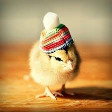 Chicks In Hats Baby Chickens Cute Animals Baby Chicks