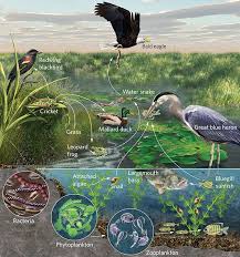 Biotic Factors In The Amazon Rainforest Animal Art Interactions And Ecology Ecology Art Animals Nature Illustration