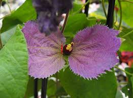 Image result for Dalechampia capensis