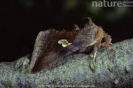 Image result for Autographa bractea