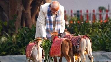 मकर संक्रांति पर PM मोदी ने गाय को खिलाया चारा, देशवासियों को शुभकामनाएं, National Hindi News - Hindustan