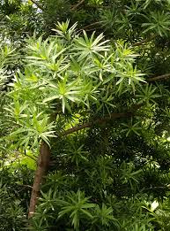 Image result for Podocarpus latifolius