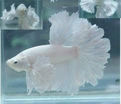 Check spelling or type a new query. Snow White Betta Ikan Cupang Putih Polos Ferboes Com