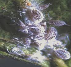 Image result for Polysphaeria multiflora