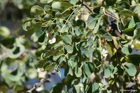 Image result for Acacia nigrescens