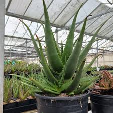 Image result for Aloe lutescens