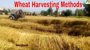 They are also dropped by goblins and imps. Wheat Harvesting Methods Complete Process In Pakistan Youtube