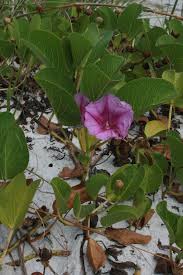 Image result for Ipomoea pes-caprae