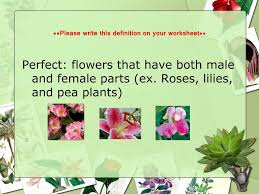 Science 7th grade susie lucas 547. Ppt Flower Dissection Activity Powerpoint Presentation Free Download Id 1145719