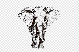 Kumpulan gambar mewarnai ayam hitam putih 20 05 2019. Gajah Afrika Gajah India Ilustrasi Gambar Sketsa Gajah Mamalia Hewan Png Pngegg