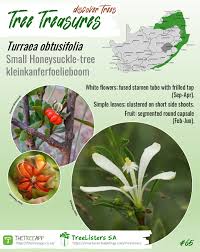 Image result for Turraea obtusifolia