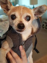 Chihuahua Tumblr Chihuahua Teddy Bear Dogs