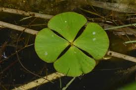 Image result for Marsileaceae