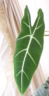 Check spelling or type a new query. Green Velvet Alocasia Alocasia Micholitziana Frydek