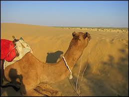 The hippy movement was spread around the world through a fusion of rock and psychedelic music, through dramatic literature and art. Camel Safari In Jaisalmer The Ultimate Checklist Hippie In Heels