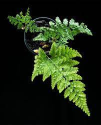 Davallia mariesii семейство даваллиевые (davalliaceae). Davallia Mariesii Farnwerk Design Lebt