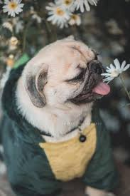 Pin By Ilke Tosun On Nth Cute Pugs Cute Baby Animals Cute Funny Animals