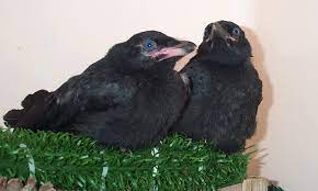 To the op of the question, crows are intelligent birds, they seem to have a good sense that every person is unique and that they need to approach each of us differently. Crows Paws