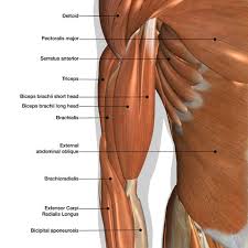 For example, the tibialis anterior is named after the part of the bone to which it is attached. The 22 Best Biceps Exercises For Arm Workouts To Build Muscle